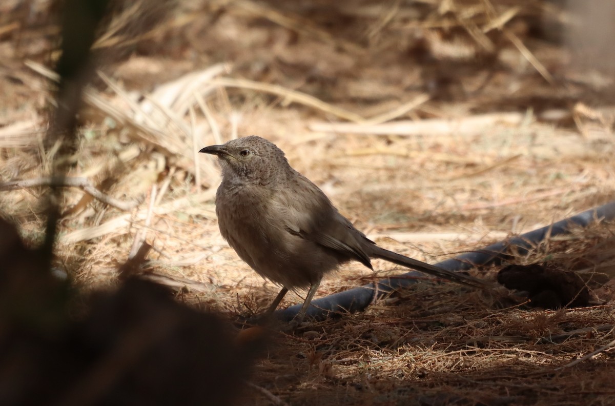 Arabian Babbler - ML424477511