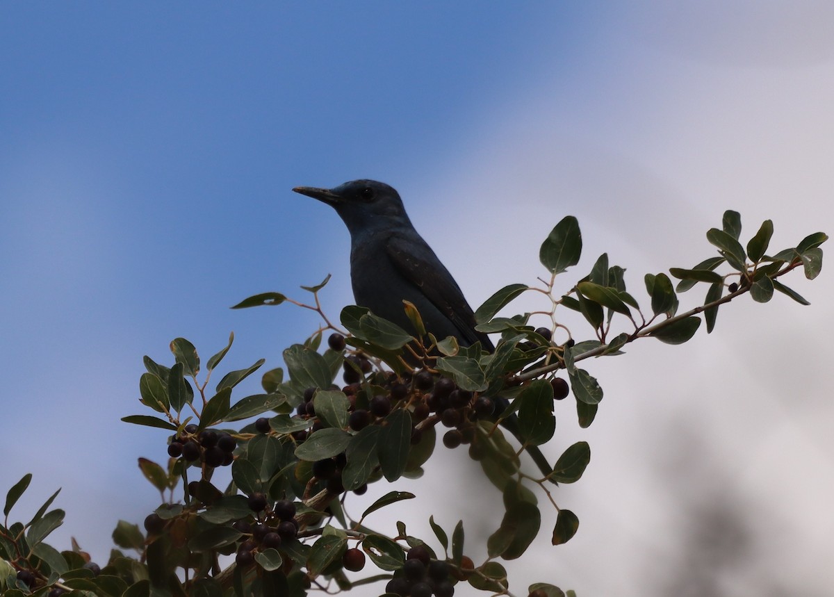Blue Rock-Thrush - ML424477601