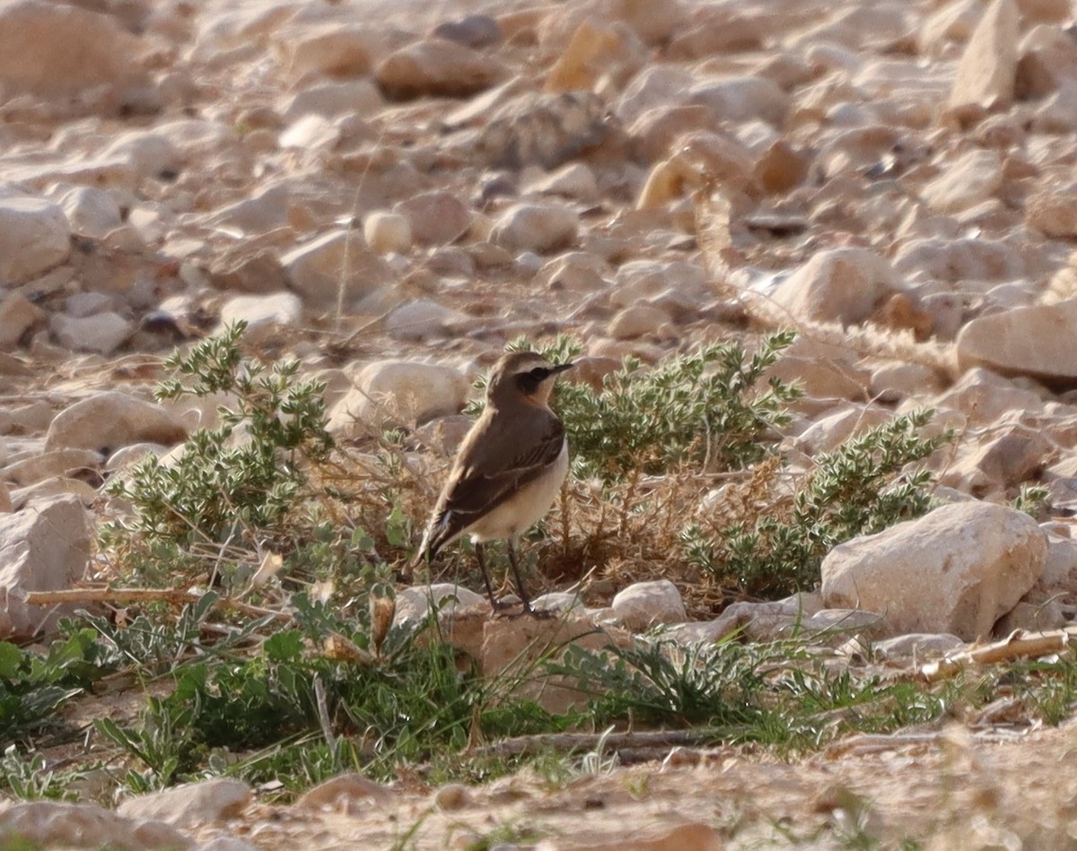 Northern Wheatear - ML424477661