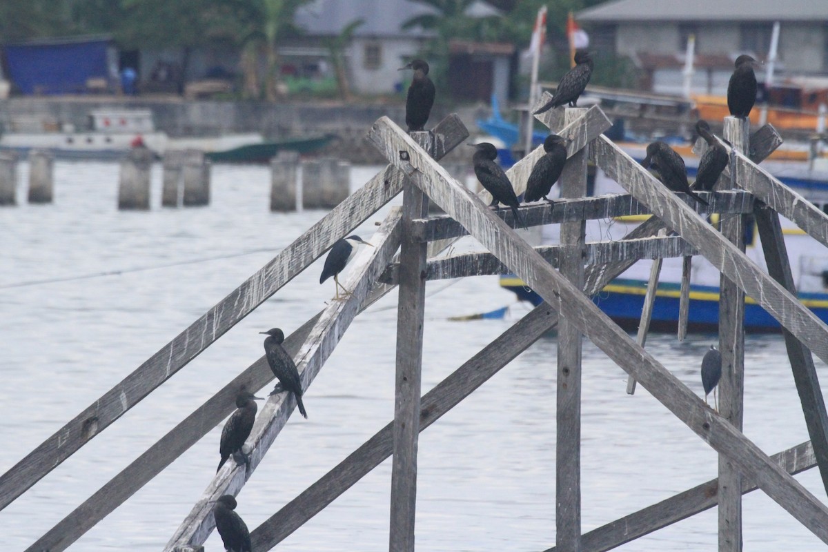 Cormorán Totinegro - ML42447771