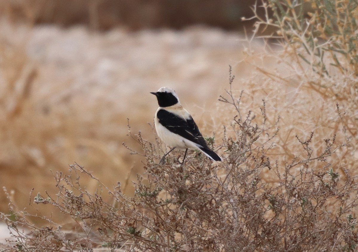 Eastern Black-eared Wheatear - ML424477831
