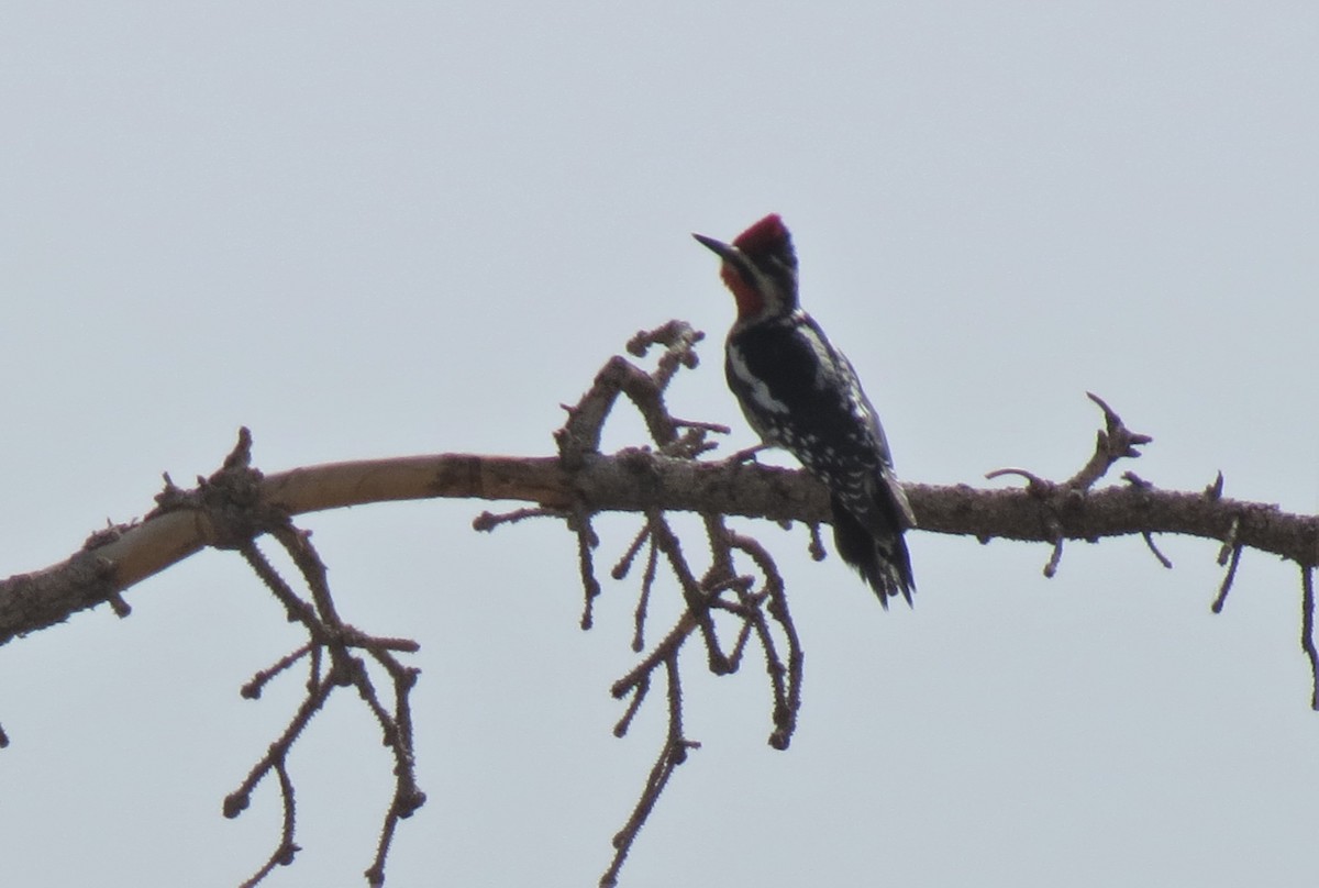 Red-naped Sapsucker - ML424478021