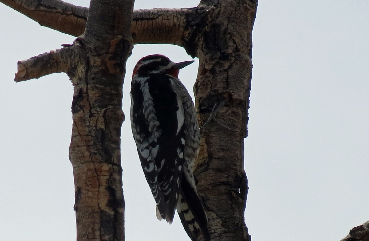 Red-naped Sapsucker - ML424478031