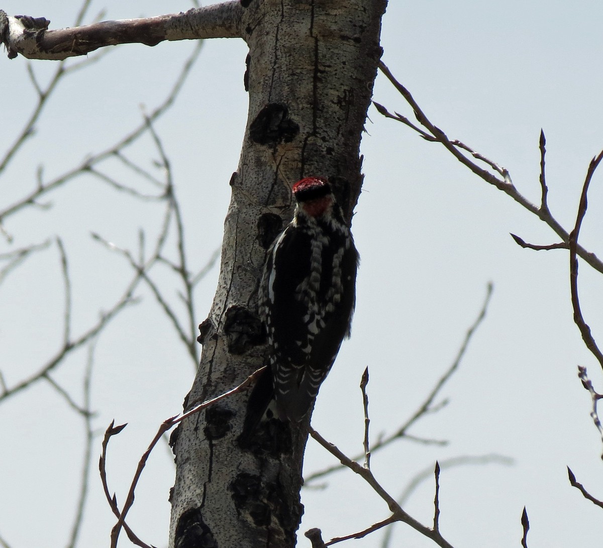 Red-naped Sapsucker - ML424478041