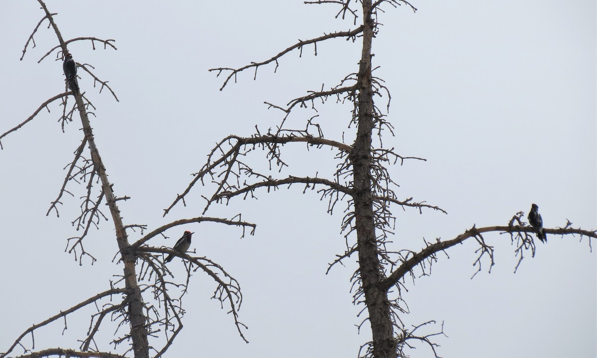 Red-naped Sapsucker - ML424478051