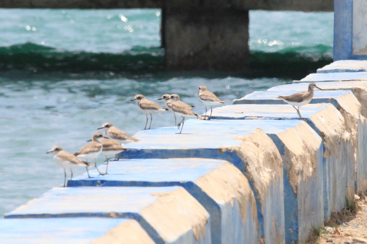 Gray-tailed Tattler - ML42447811