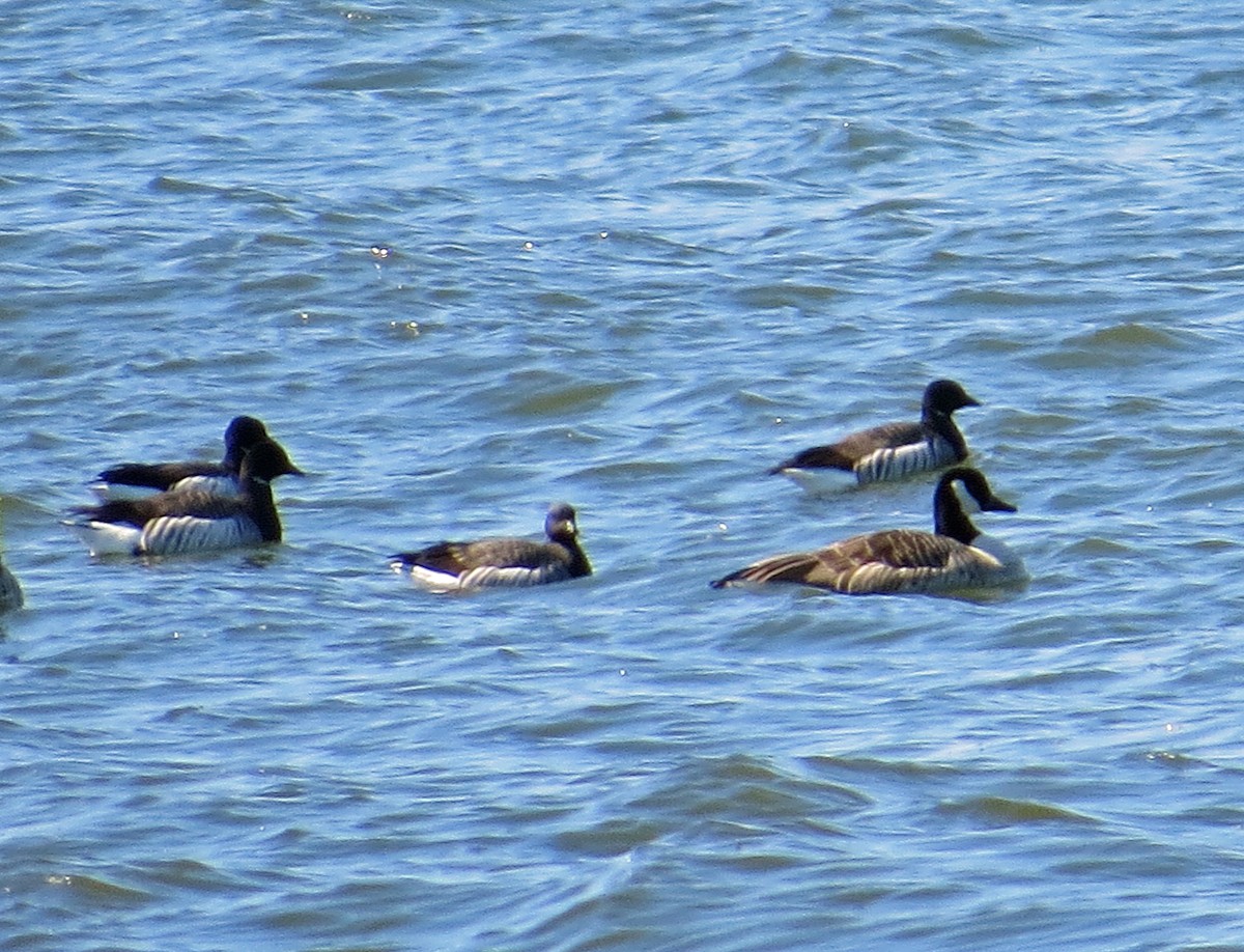 Brant - ML424478281