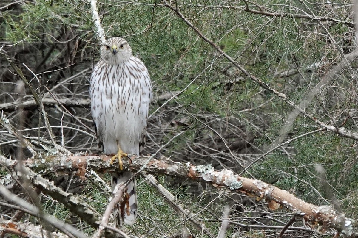 Cooper's Hawk - ML424478641