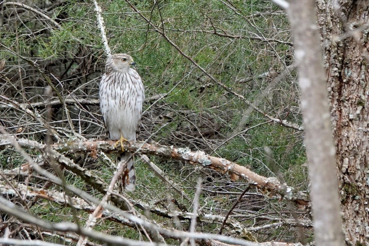 Cooper's Hawk - ML424478651