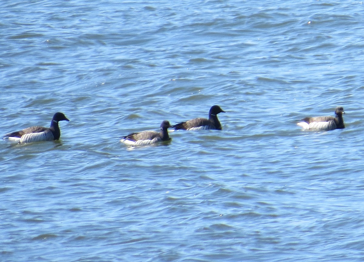 Brant - ML424478691