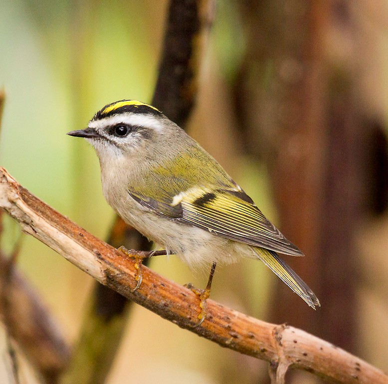 Golden-crowned Kinglet - Peter Candido