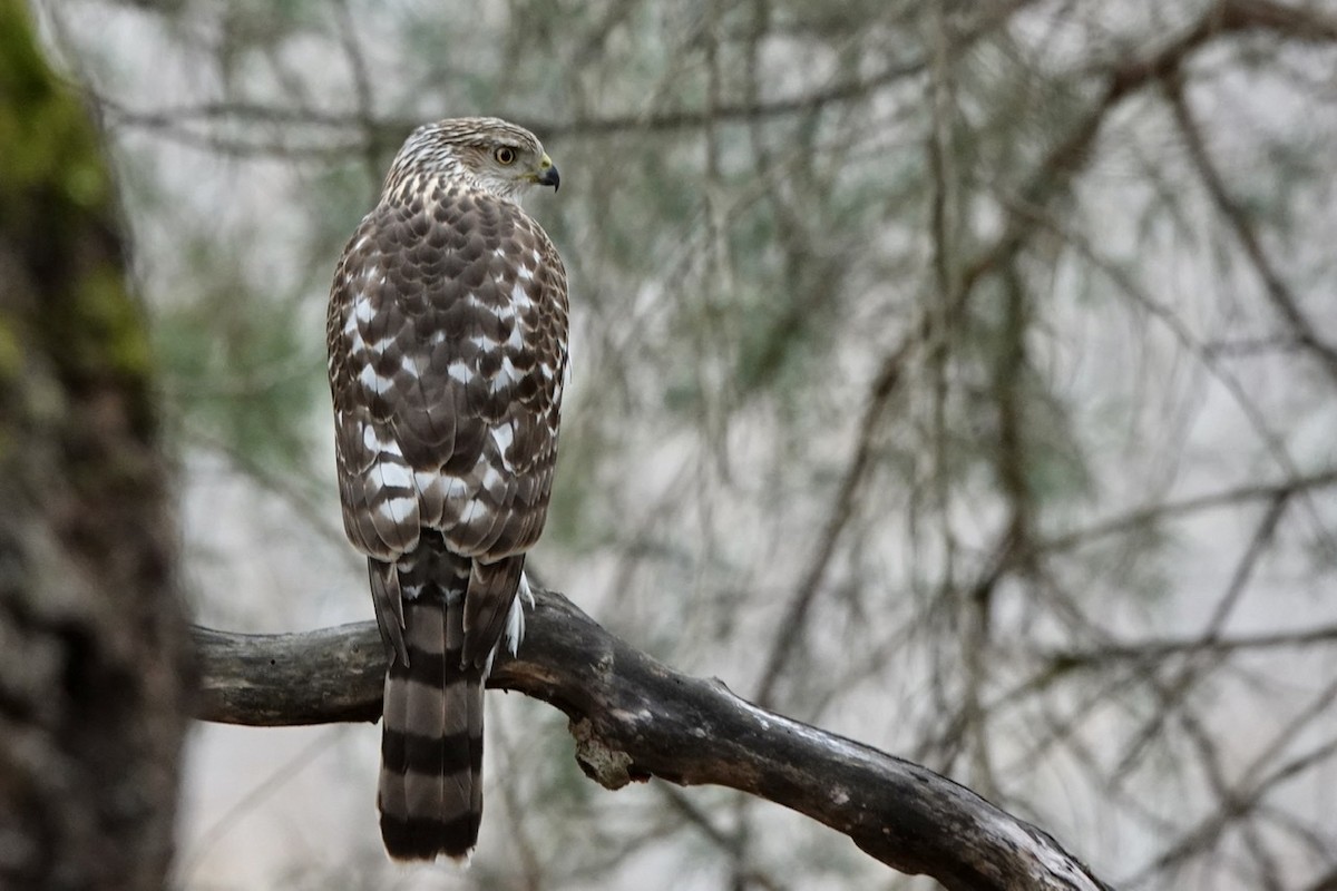 Cooper's Hawk - ML424480631