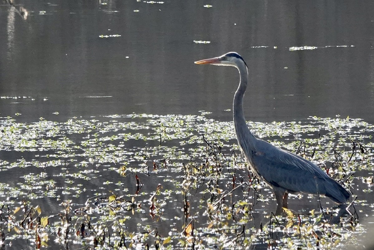 Great Blue Heron - ML424481911