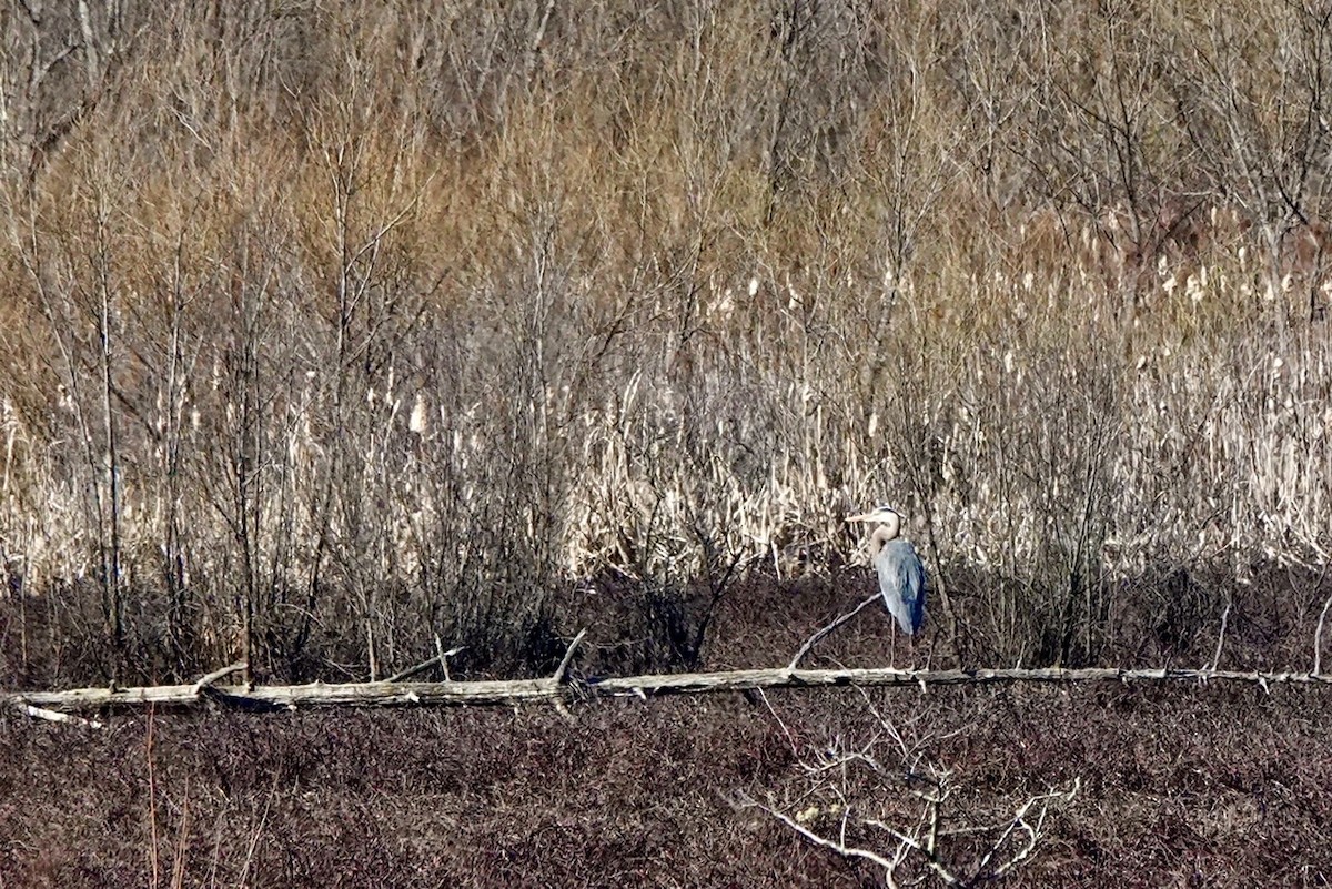 Great Blue Heron - ML424482121