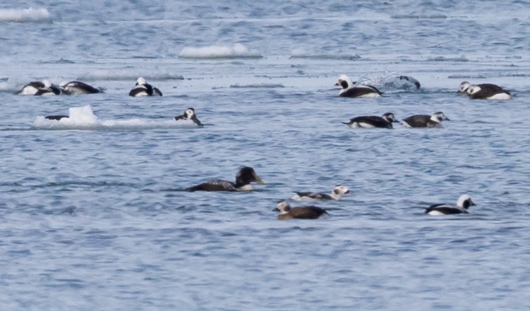 Common Eider - Jay McGowan