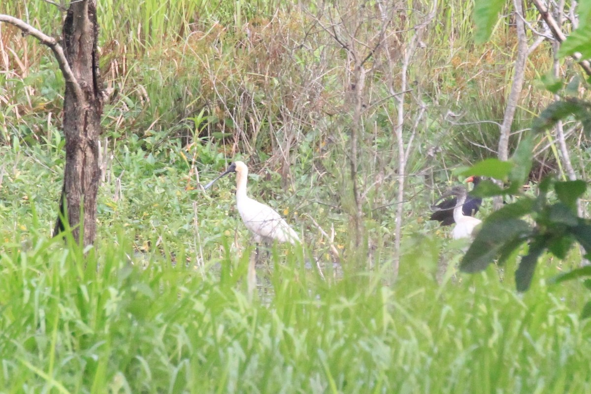 Royal Spoonbill - ML42448491