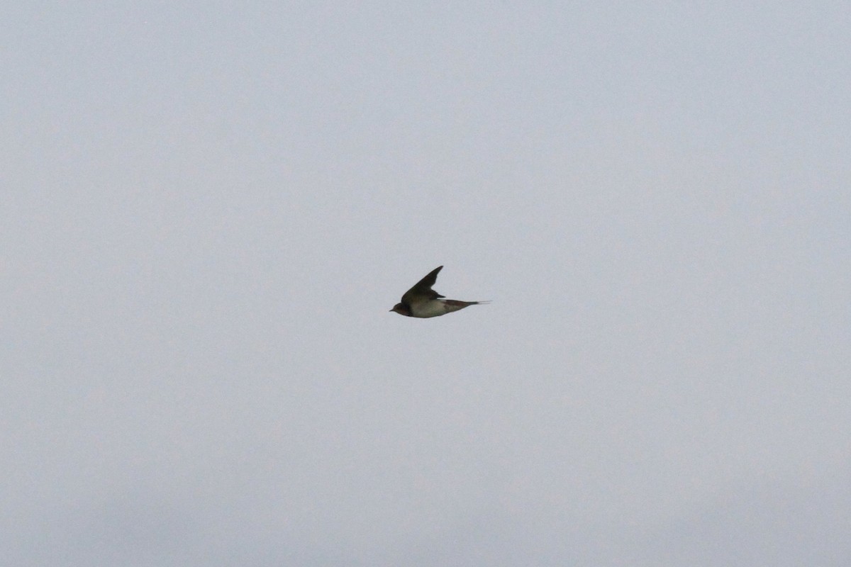 Barn Swallow - ML42448551