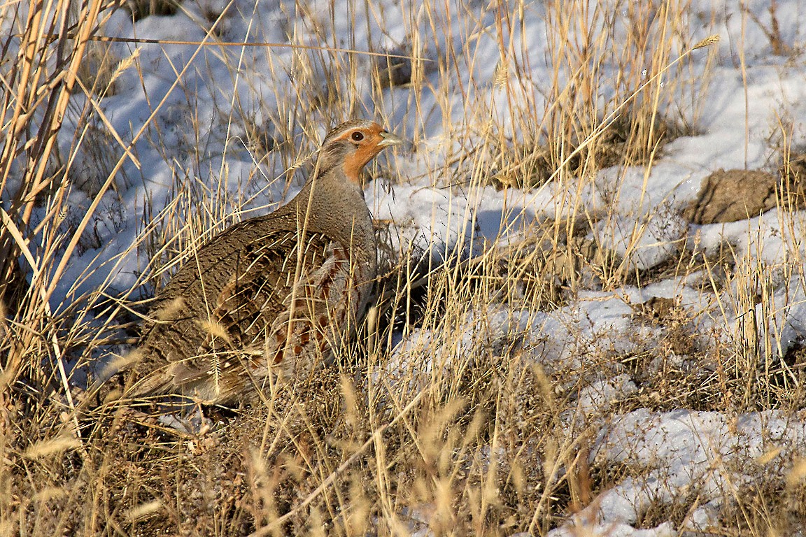 Gray Partridge - Peter Candido