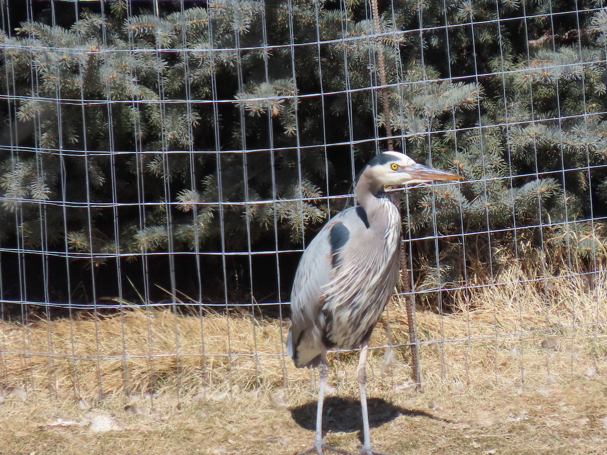 Great Blue Heron - ML424487881