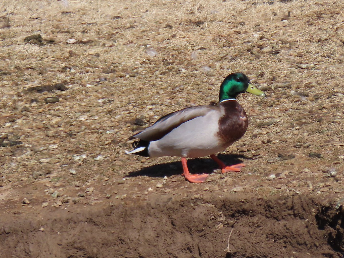 Canard colvert - ML424488051