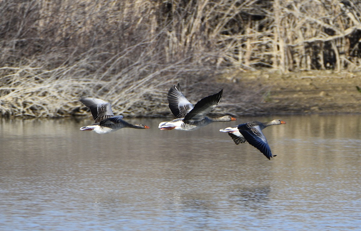 Graylag Goose - ML424490581