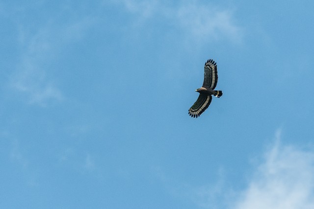 Crested Serpent-Eagle - ML42449091