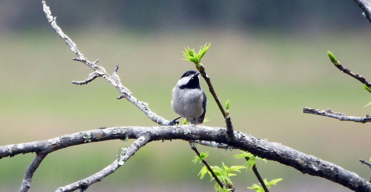 Carolina Chickadee - ML424490931