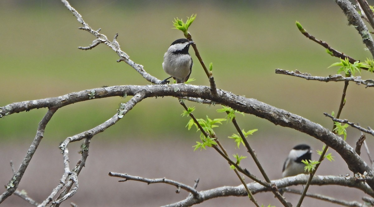 Carolina Chickadee - ML424490941