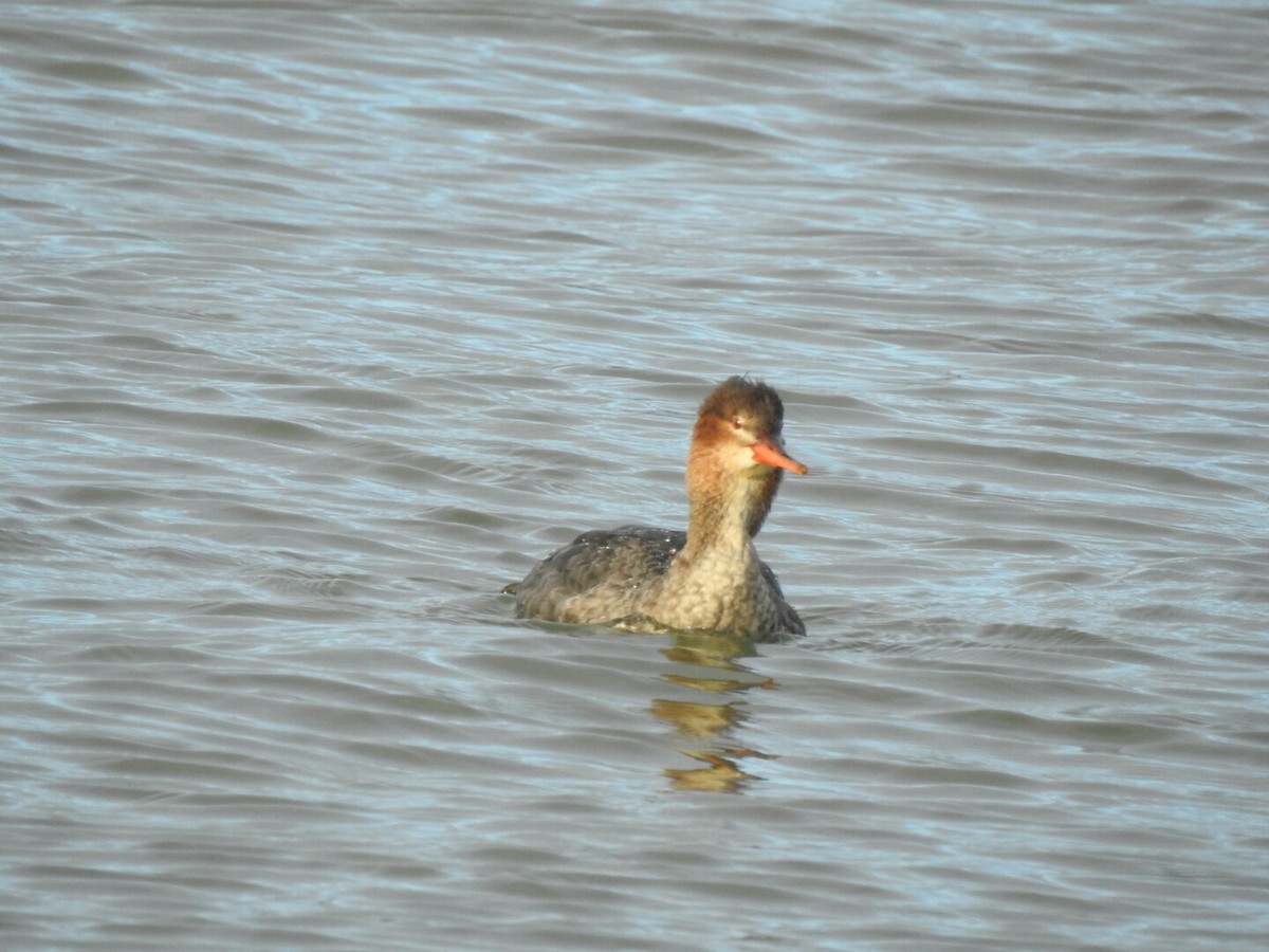 Red-breasted Merganser - ML42449141