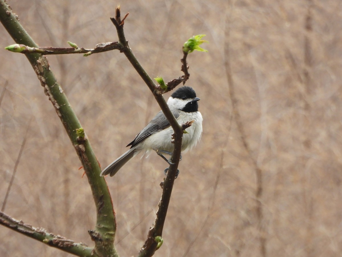 Carolina Chickadee - ML424491601