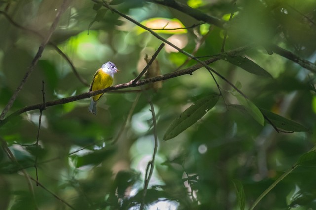 Gray-headed Canary-Flycatcher - ML42449191