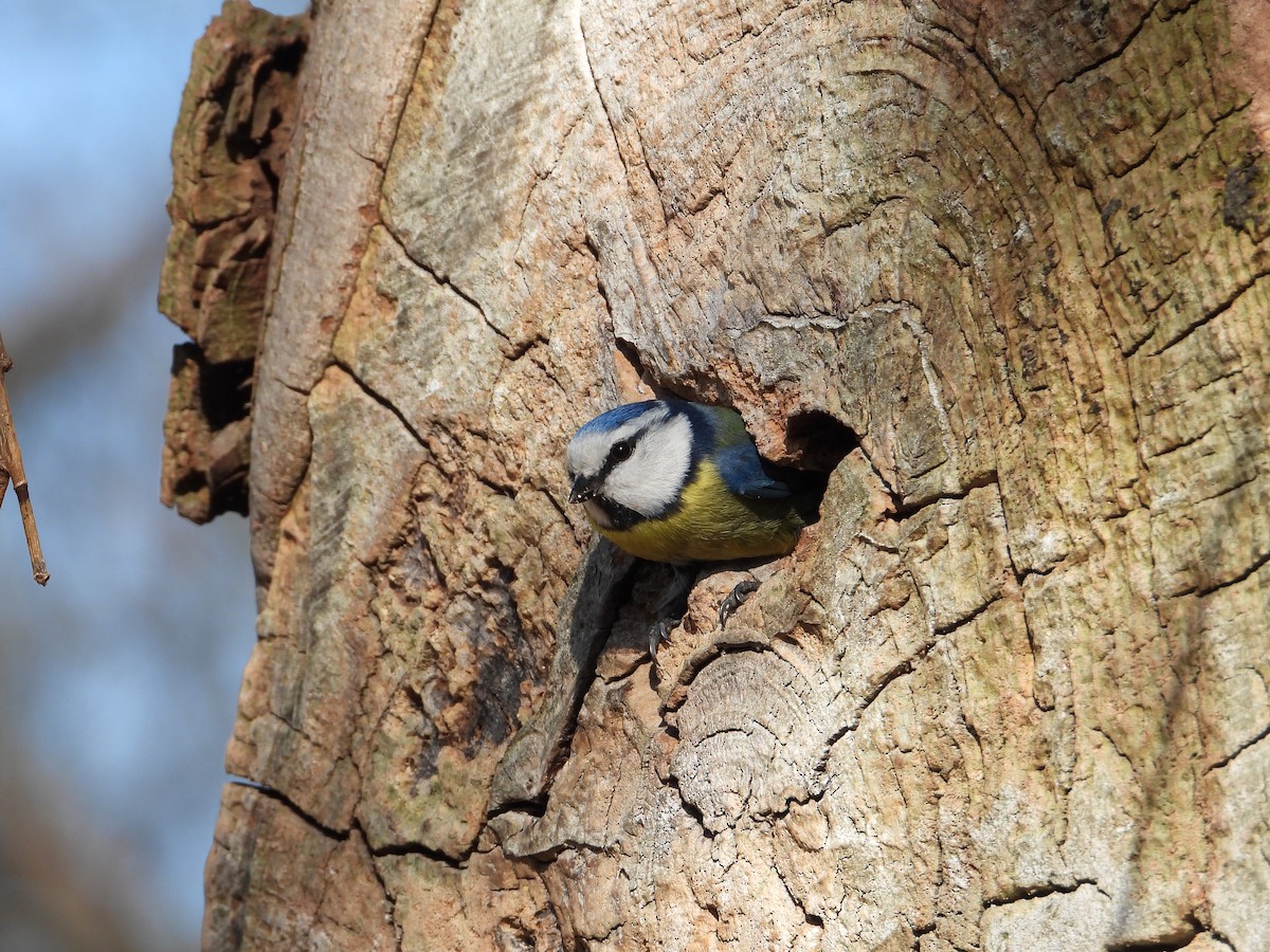 Eurasian Blue Tit - ML424493521