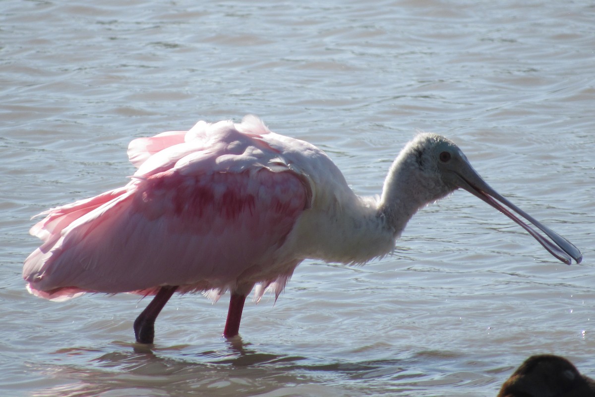 Roseate Spoonbill - ML424494101