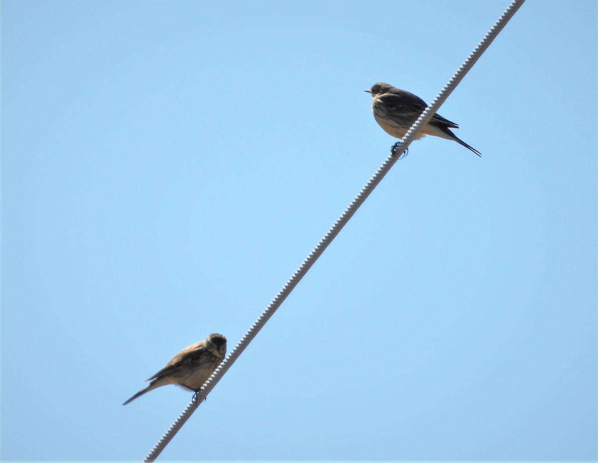 American Pipit - ML424496241