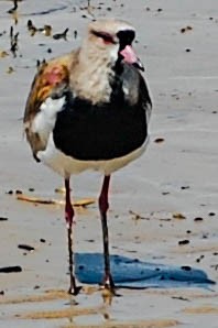 bronsevipe - ML424498631