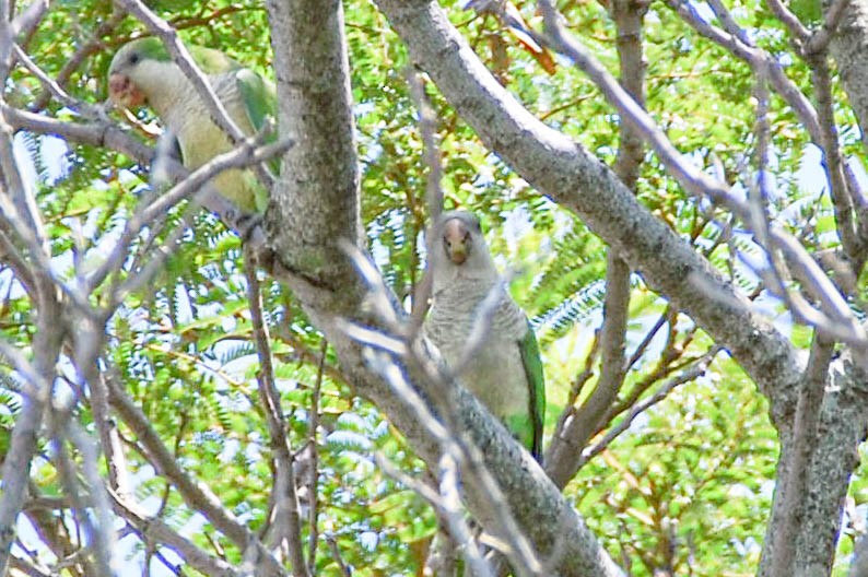 munkeparakitt - ML424498731