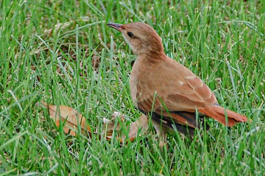 haciendaovnfugl - ML424498861