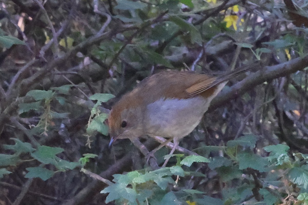 Russet Nightingale-Thrush - ML424498971