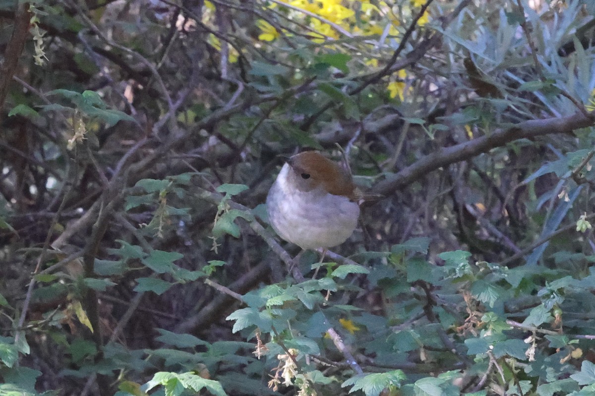 Russet Nightingale-Thrush - ML424498991