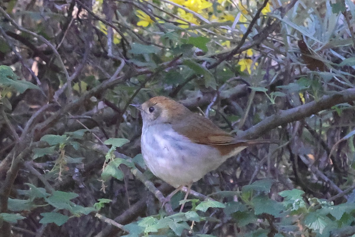 Russet Nightingale-Thrush - ML424499001