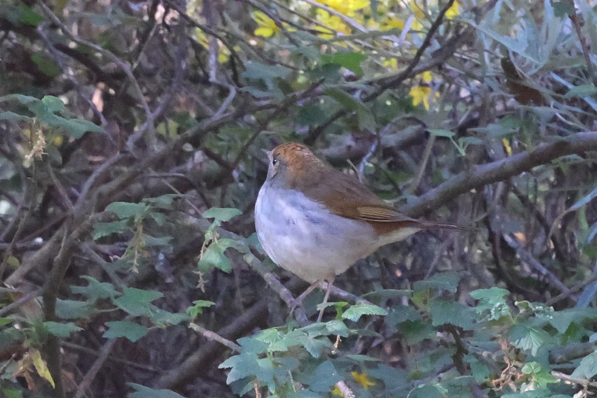 Russet Nightingale-Thrush - ML424499011