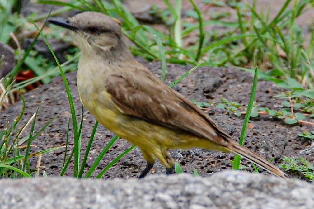 kvegtyrann - ML424499431