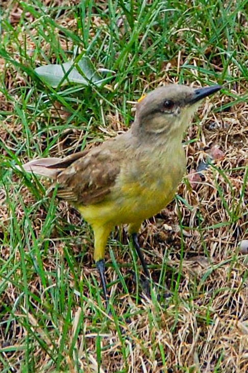 kvegtyrann - ML424499441