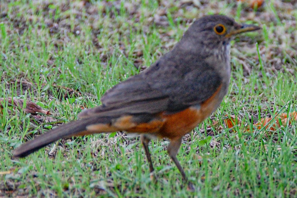 rustbuktrost - ML424499661