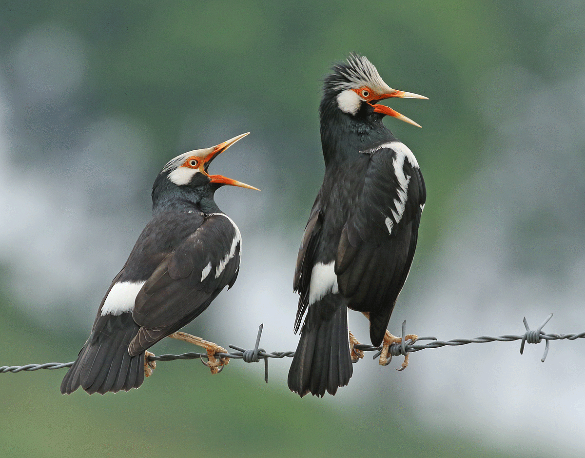 Siamese Pied Starling - Dave Bakewell