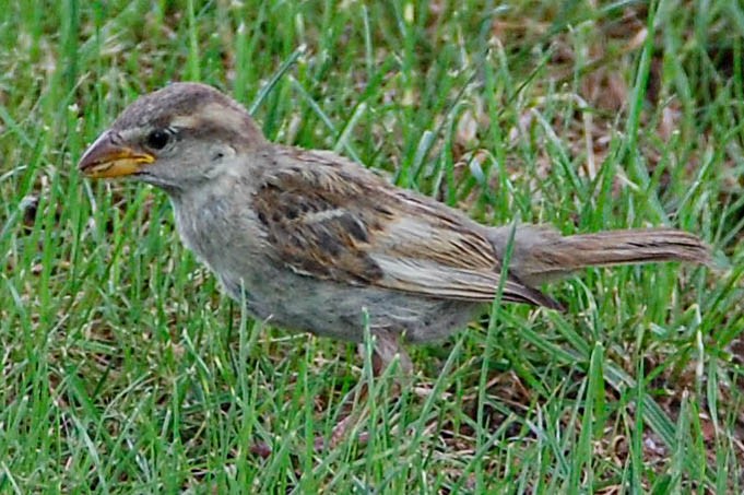 gråspurv - ML424500031