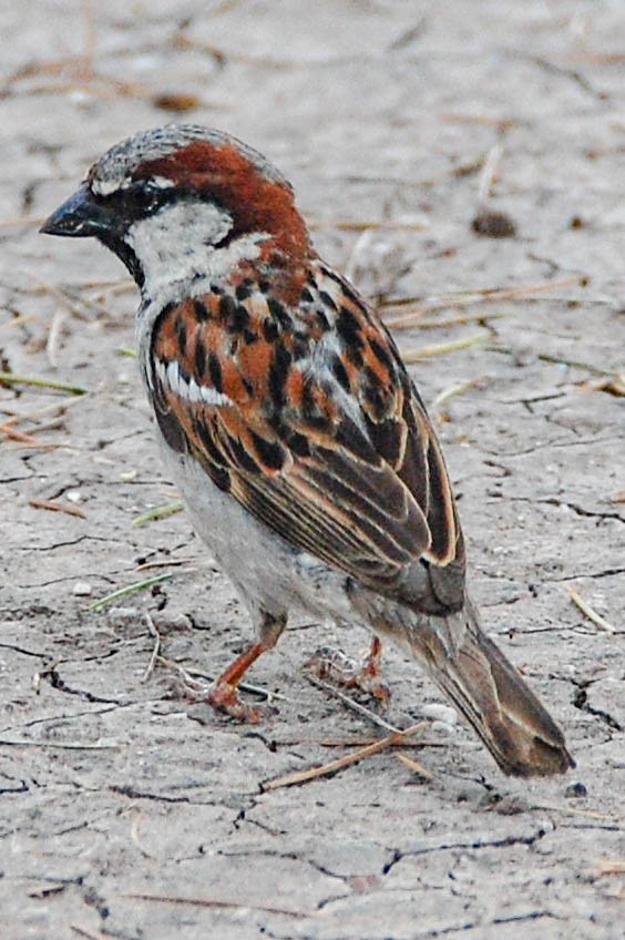 gråspurv - ML424500041