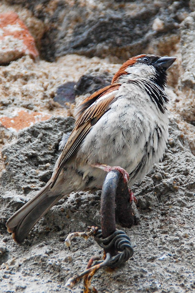 gråspurv - ML424500051