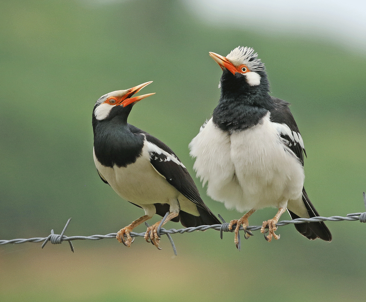 Siamese Pied Starling - Dave Bakewell