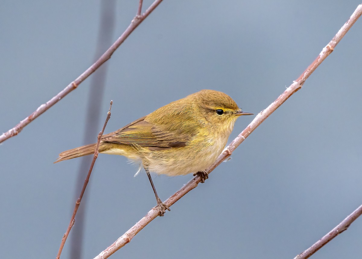 Common Chiffchaff - ML424500561